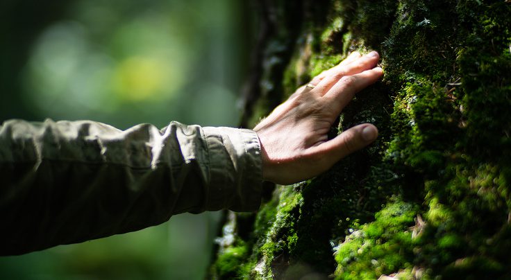Mão de uma pessoa em um tronco de uma árvore